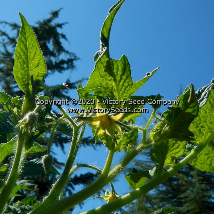 Dwarf Zoe's Sweet Tomato