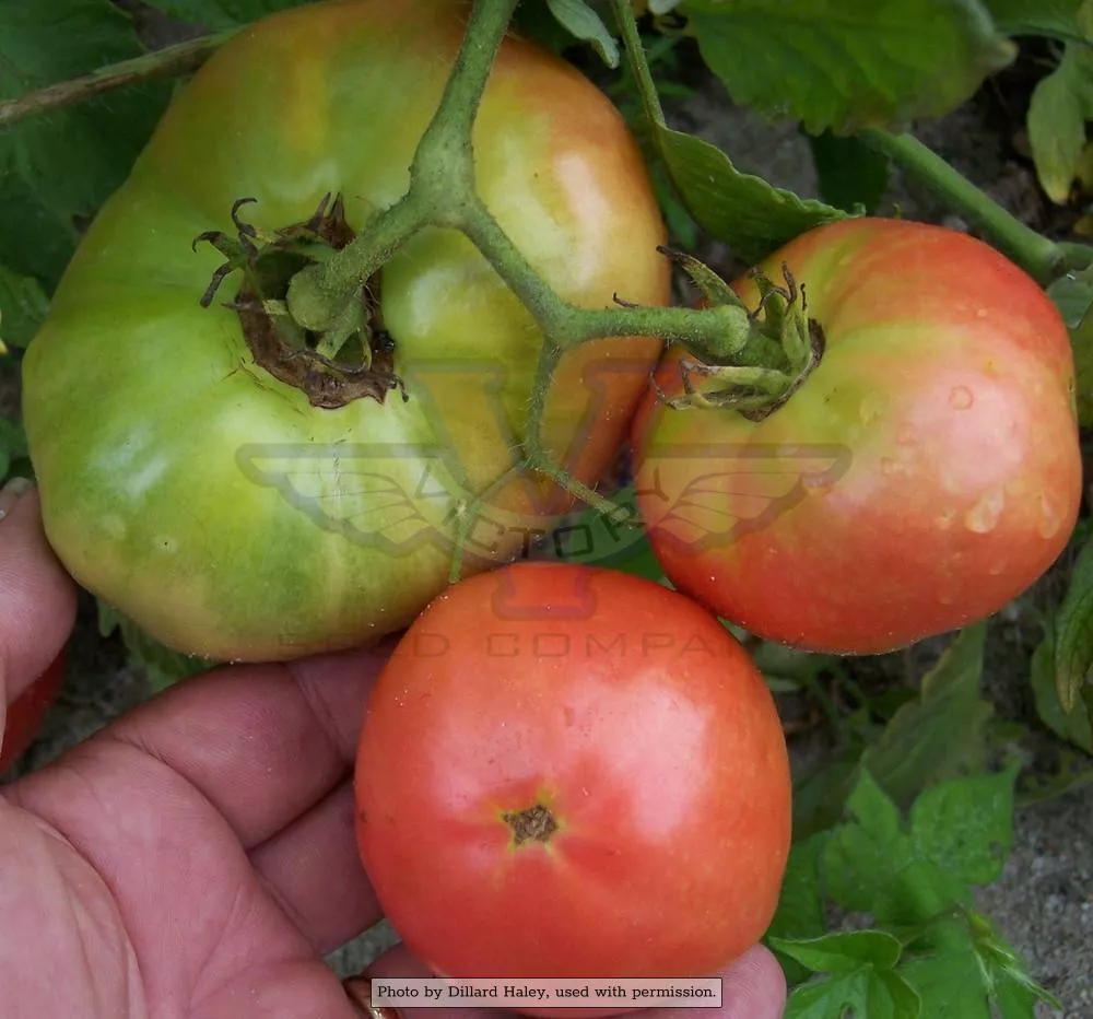 Bradley Tomato