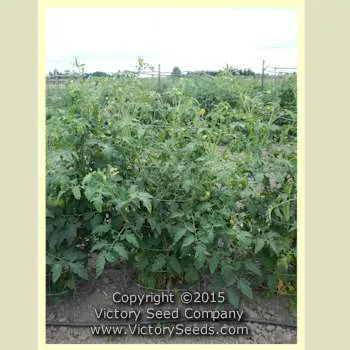 Kellogg's Breakfast Tomato