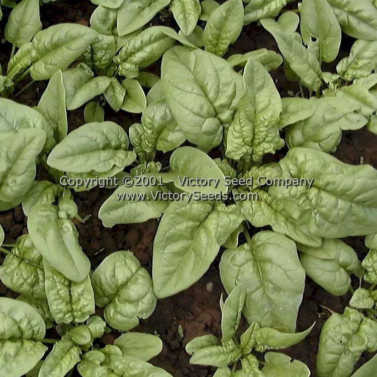 Bloomsdale Longstanding Spinach
