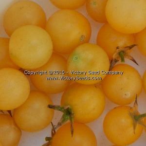 White Cherry Tomato