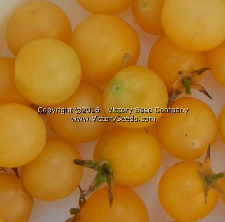 White Cherry Tomato