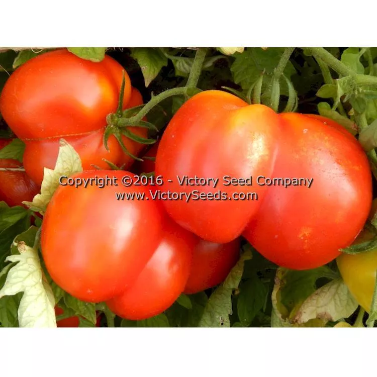 Red Stuffer Tomato