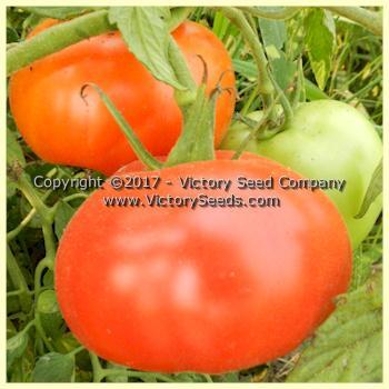 Aunt Edna Tomato