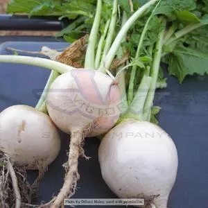 White Egg (Snowball) Turnip