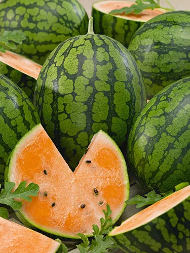 Orange Tendersweet Watermelon
