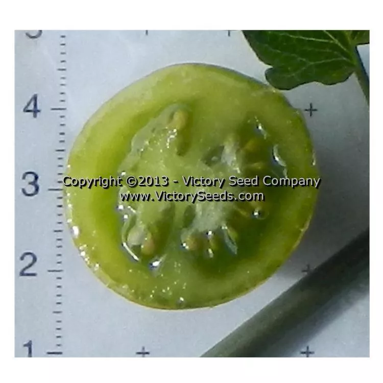 Green Doctors Tomato
