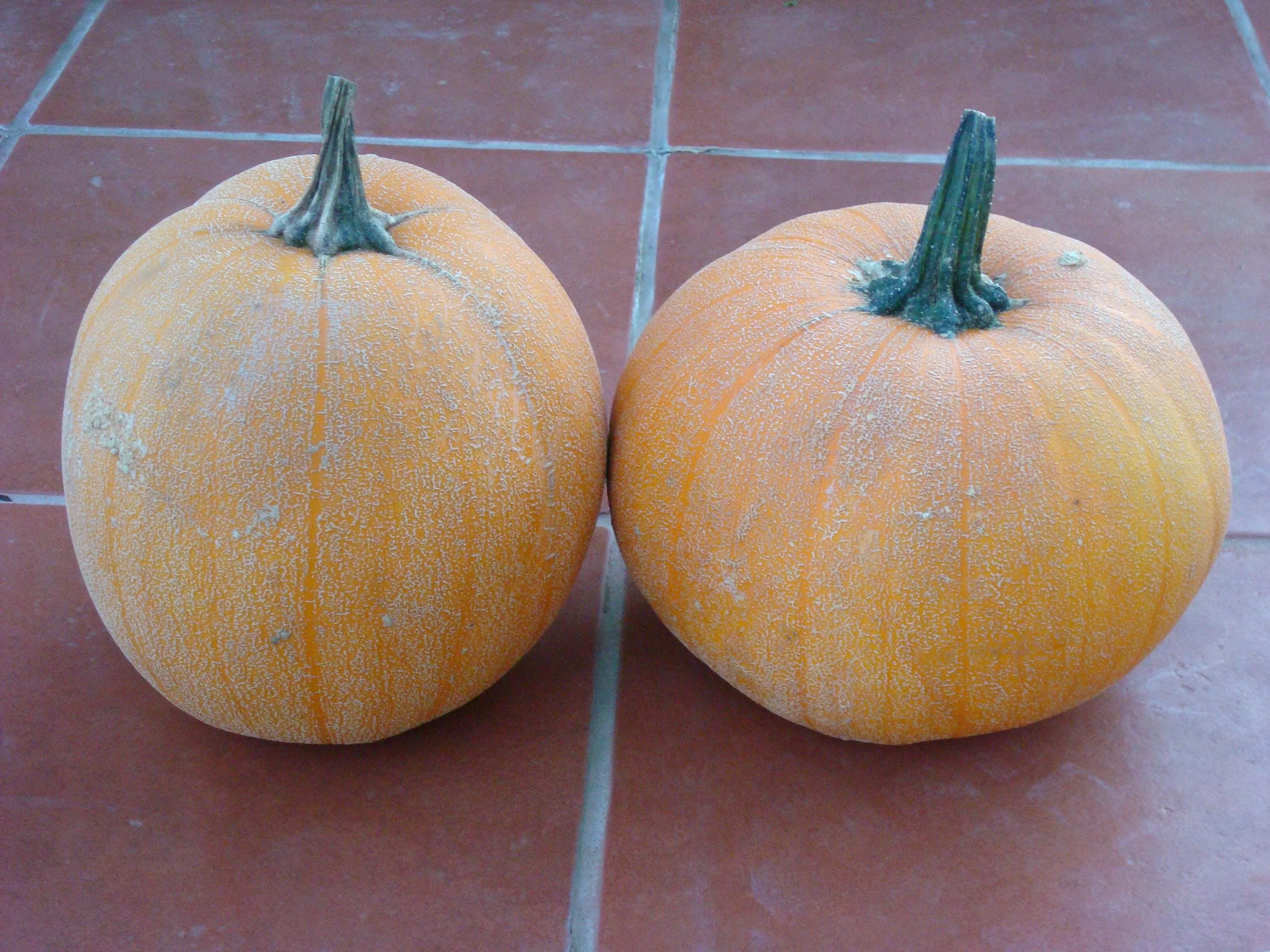 Winter Luxury Pie Pumpkin