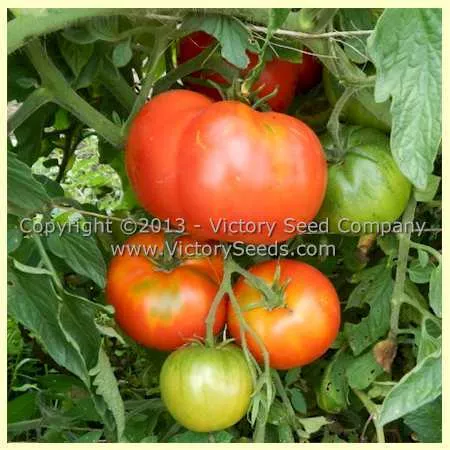 Century Tomato
