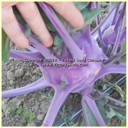 Blue Delicatesse Kohlrabi