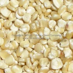 Hickory King White Dent Corn
