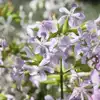 Soapwort