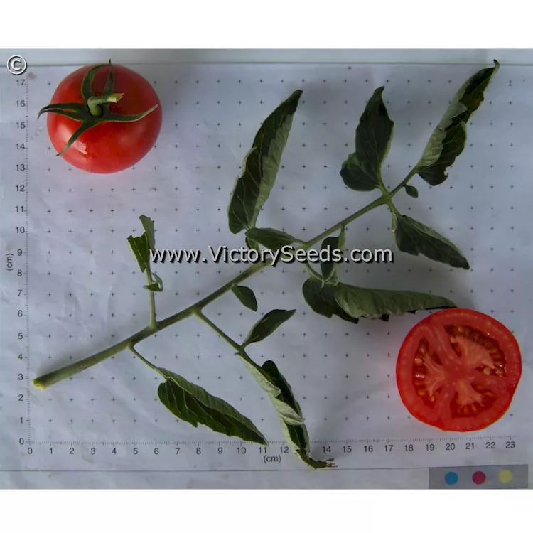 Siberia Tomato