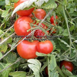 Heinz VF Tomato