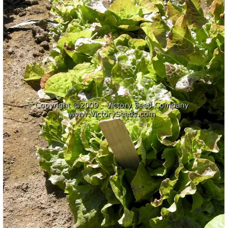 Bronze Mignonette Butterhead Lettuce