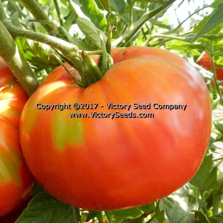 Halladay's Mortgage Lifter Tomato