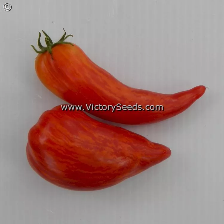 Dwarf Stony Brook Speckled Tomato