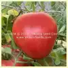 Livingston's Giant Oxheart Tomato