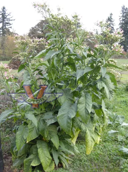 Virginia Bright Leaf Tobacco