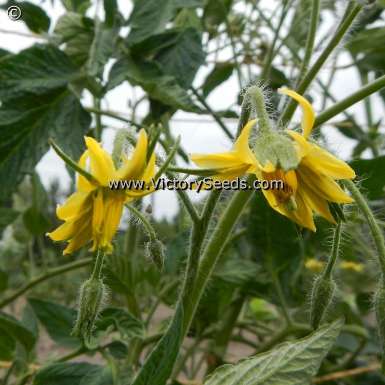 Bethel Bounty Tomato