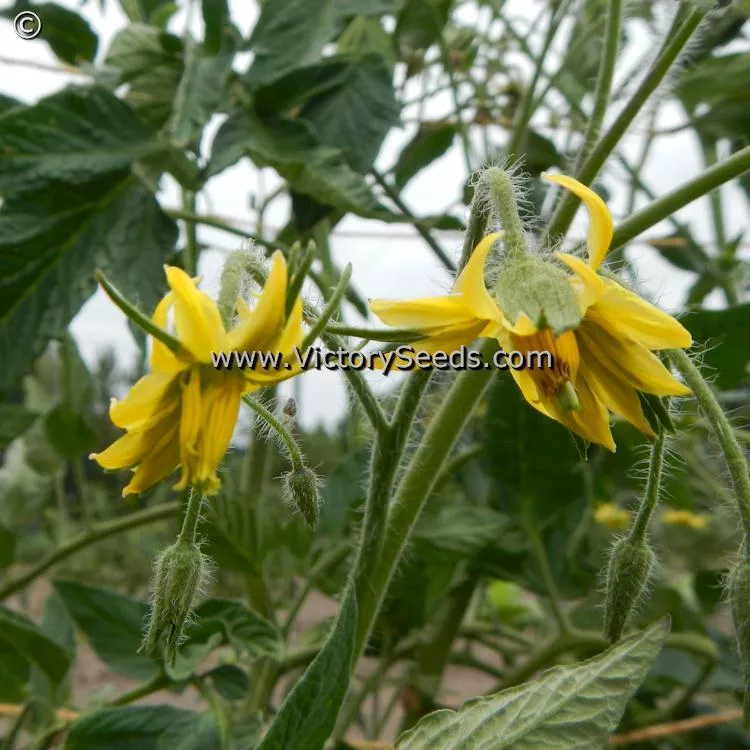Bethel Bounty Tomato