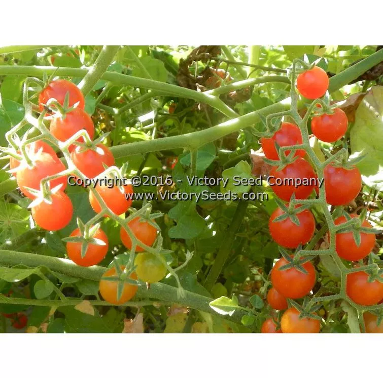 Red Currant Tomato