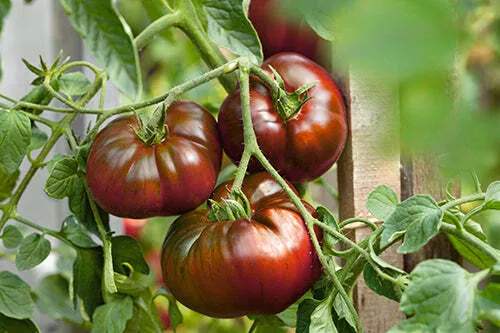 Paul Robeson Tomato