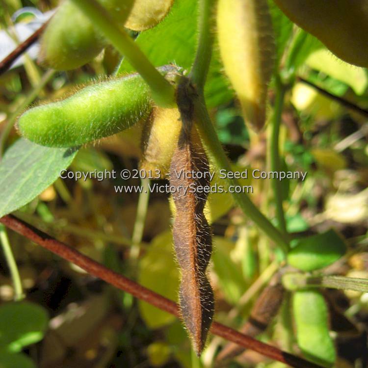 Black Jet Soybean