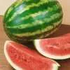 Crimson Sweet Watermelon