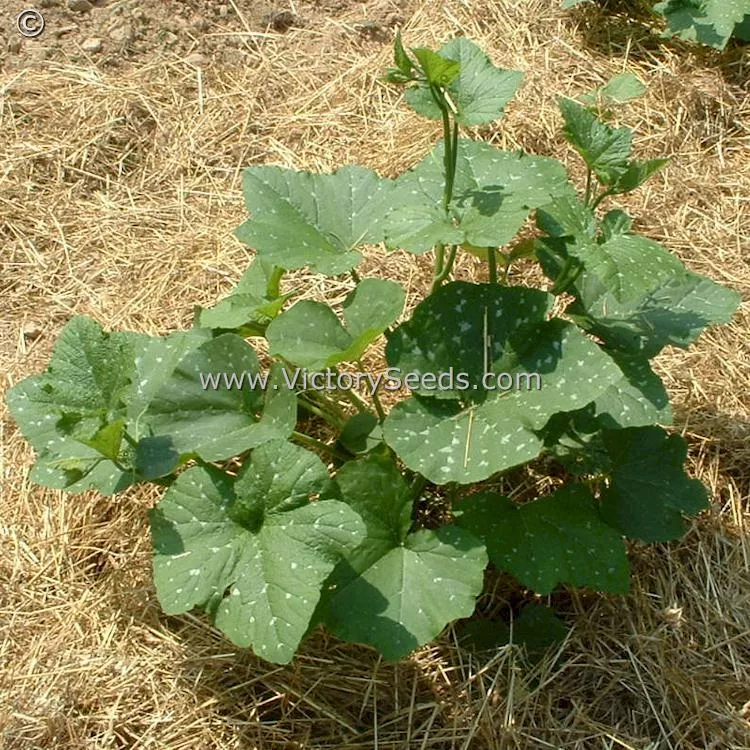 Tennessee Sweet Potato Pumpkin