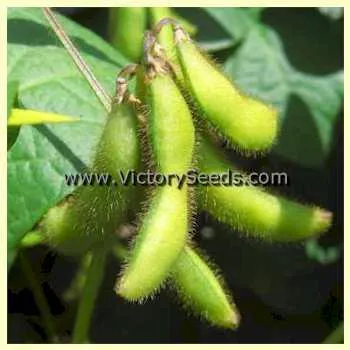Kharkovskaya Zernokormovaya Soybean