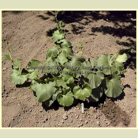 Cucuzzi Italian Edible Gourd