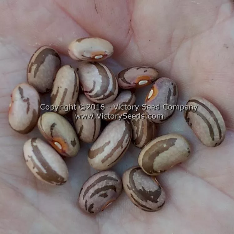 Spartan Snap Half Runner Bean
