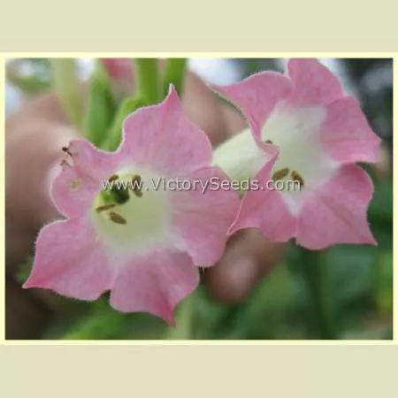Silver Dollar Tobacco