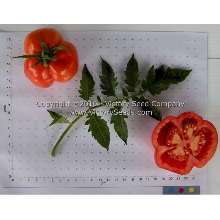 Red Stuffer Tomato
