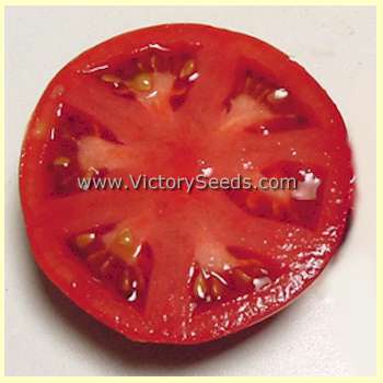Waratah Tomato