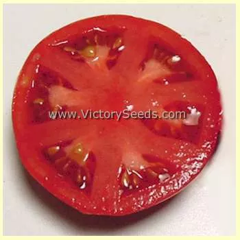 Waratah Tomato