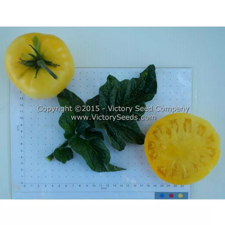 Summer Sweet Gold Tomato
