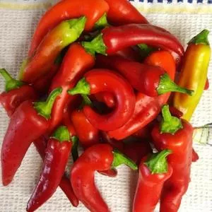 Hungarian (Sweet Banana) Sweet Pepper