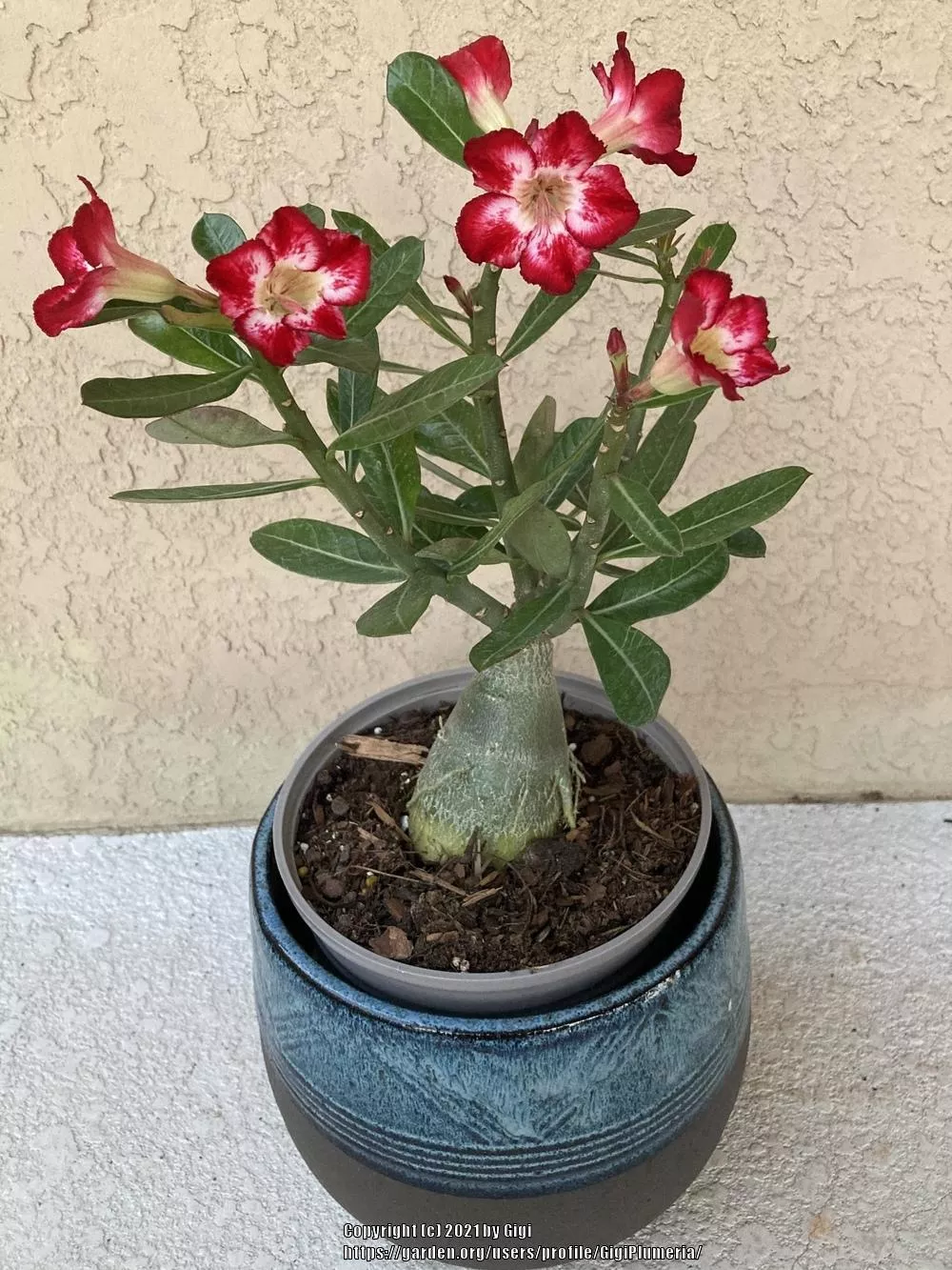Desert Rose