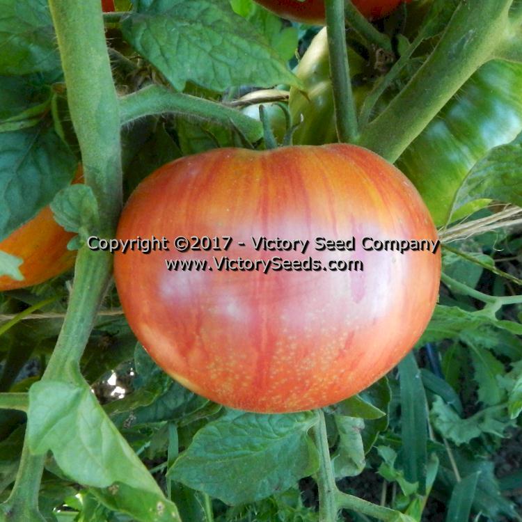 Dwarf Firebird Sweet Tomato