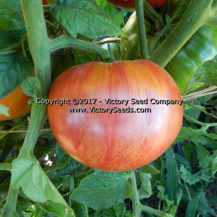Dwarf Firebird Sweet Tomato