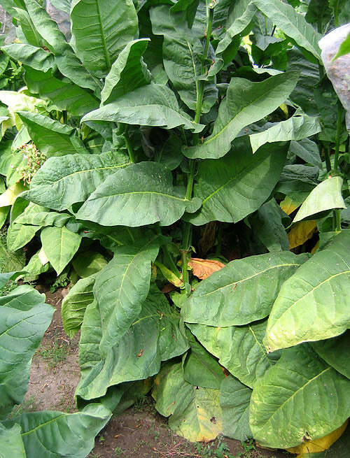 Scantic Tobacco
