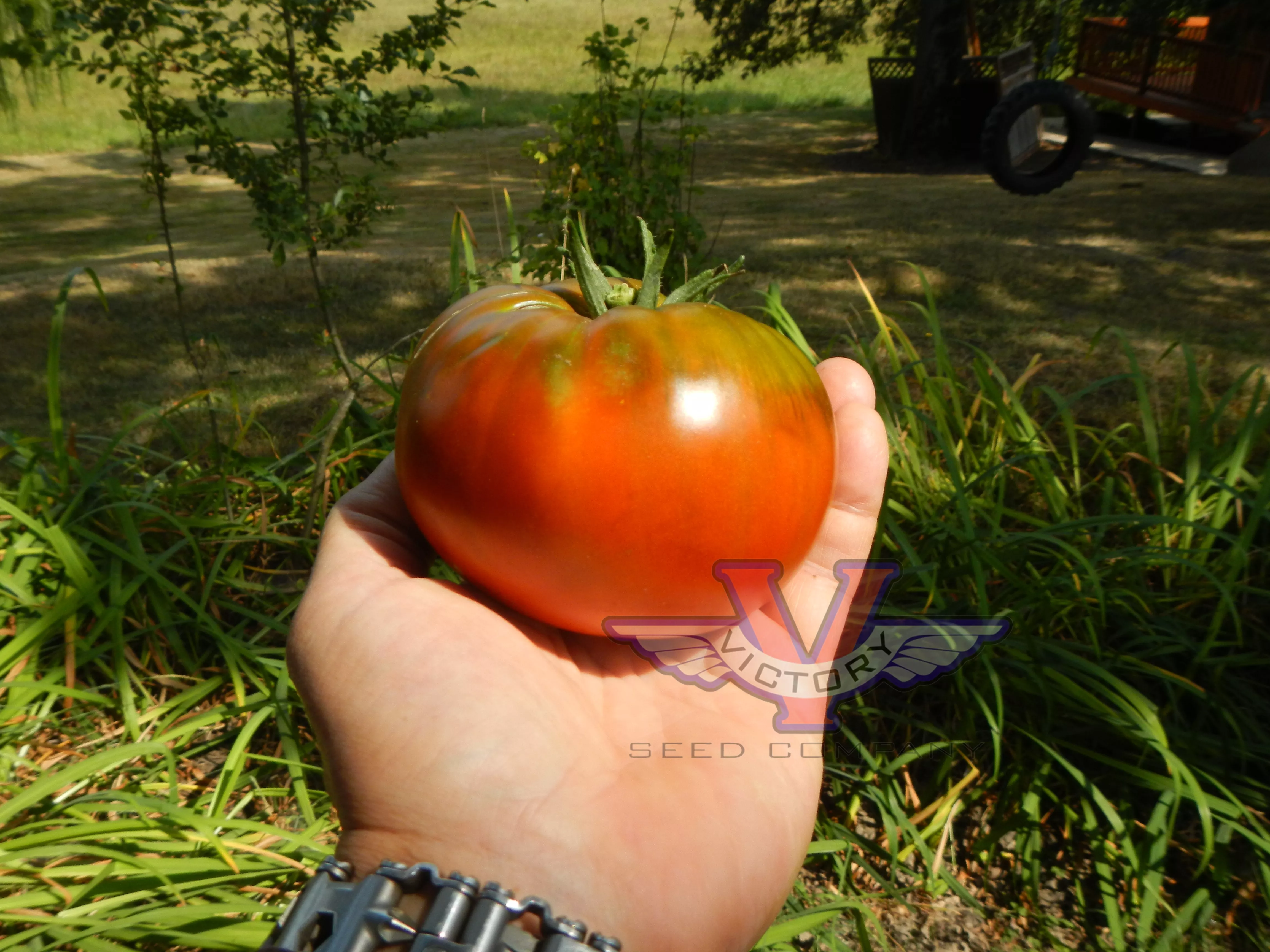 Abraham Brown Tomato