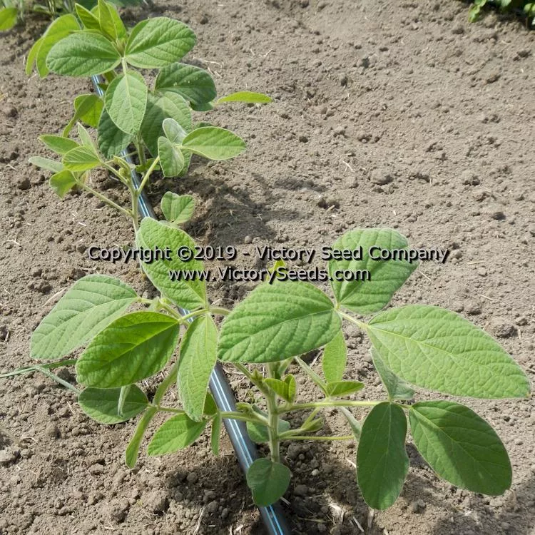 Velvet Soybean
