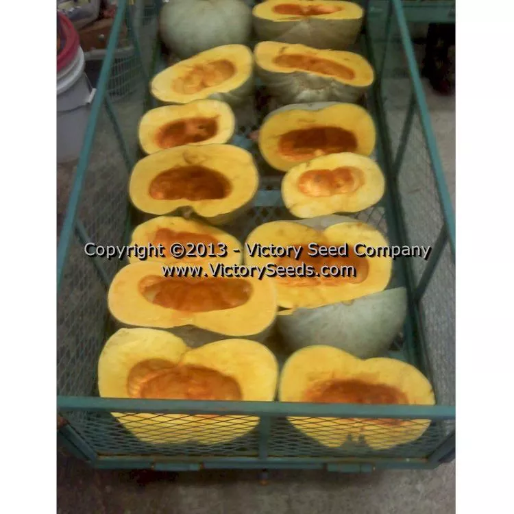 Sweet Meat Winter Squash