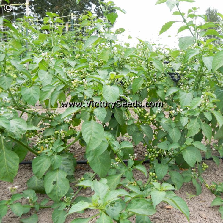 Garden Huckleberry