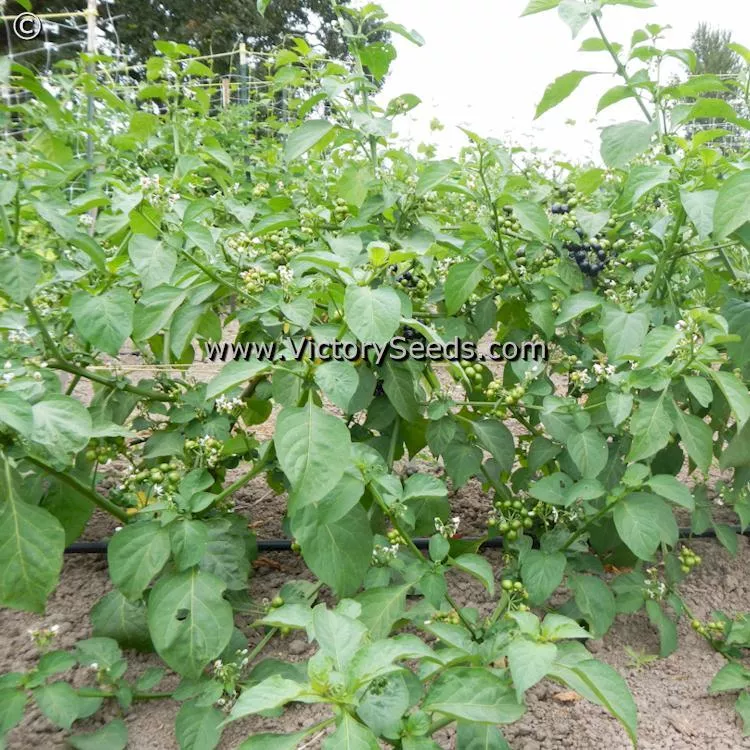 Garden Huckleberry
