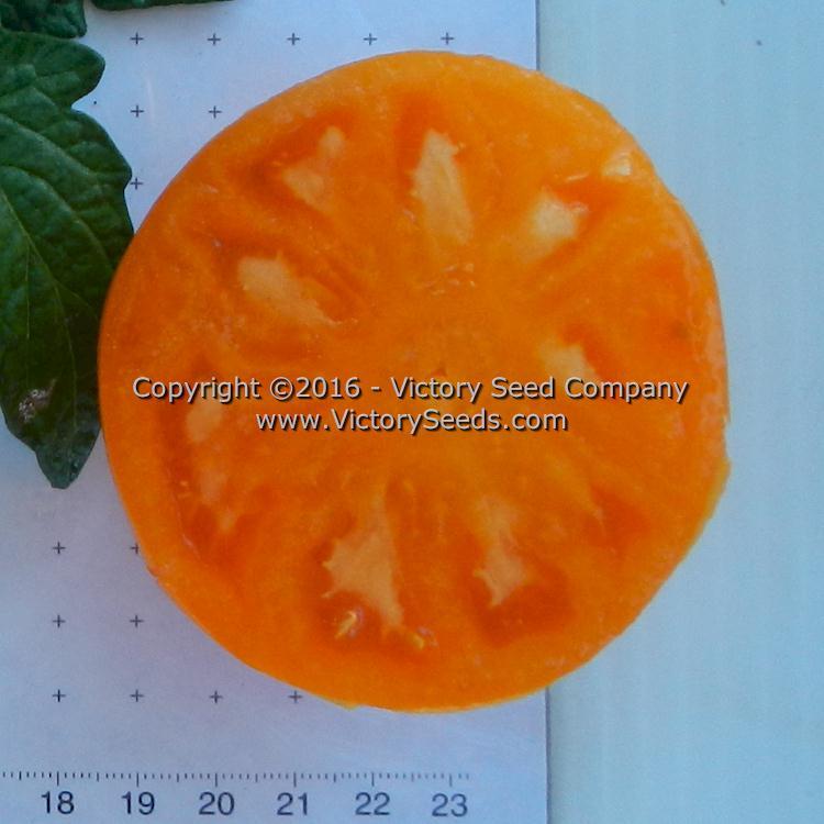 Loxton Lad Tomato