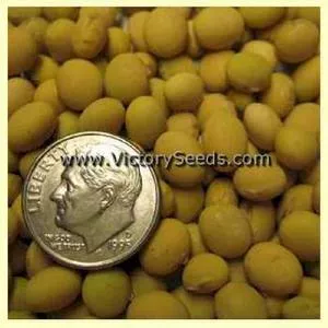 Grande Soybean